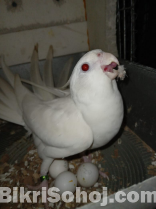 Albino Female